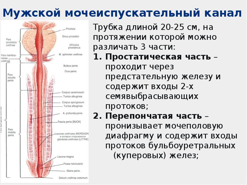 Мочеполовая система анатомия презентация