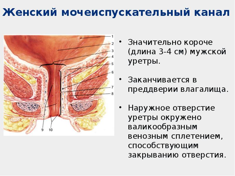 Мочеиспускательный канал у женщин анатомия картинки фото