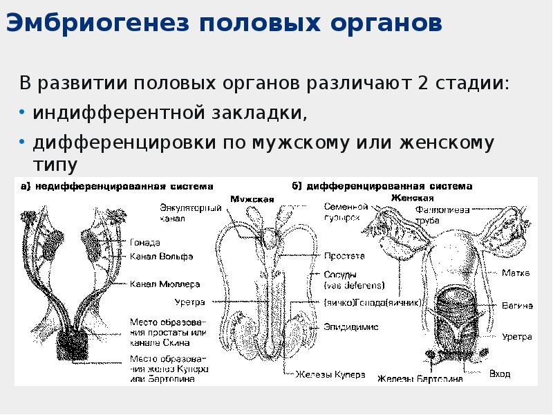 Анатомия мочеполовой системы презентация