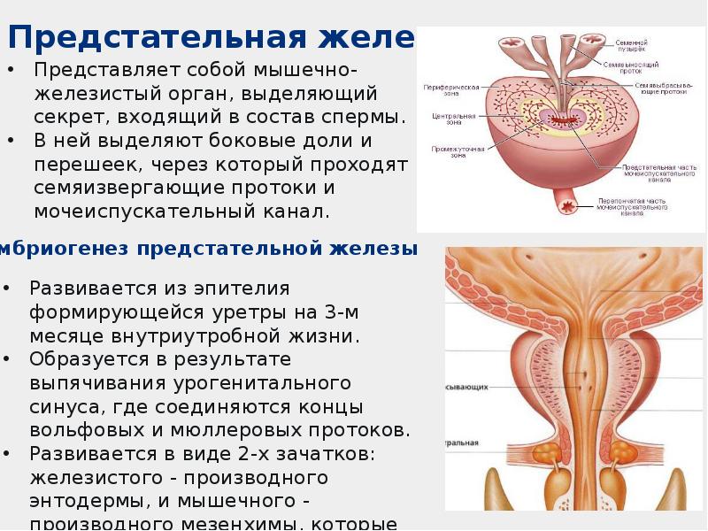 Мочеполовая система анатомия презентация