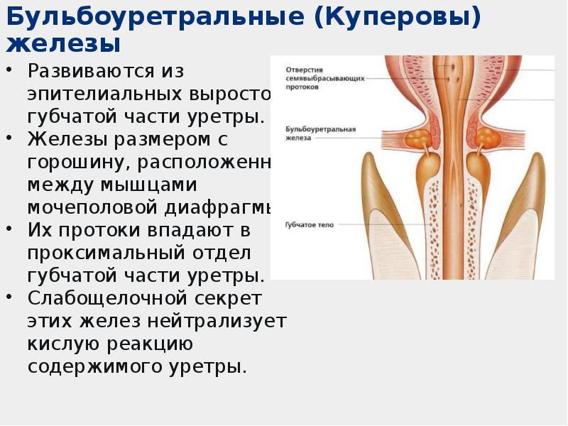 Куперит – симптомы, причины, признаки, диагностика и …