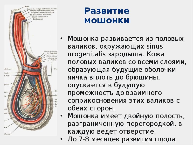 Строение мочеполовой системы у мужчин схема фото