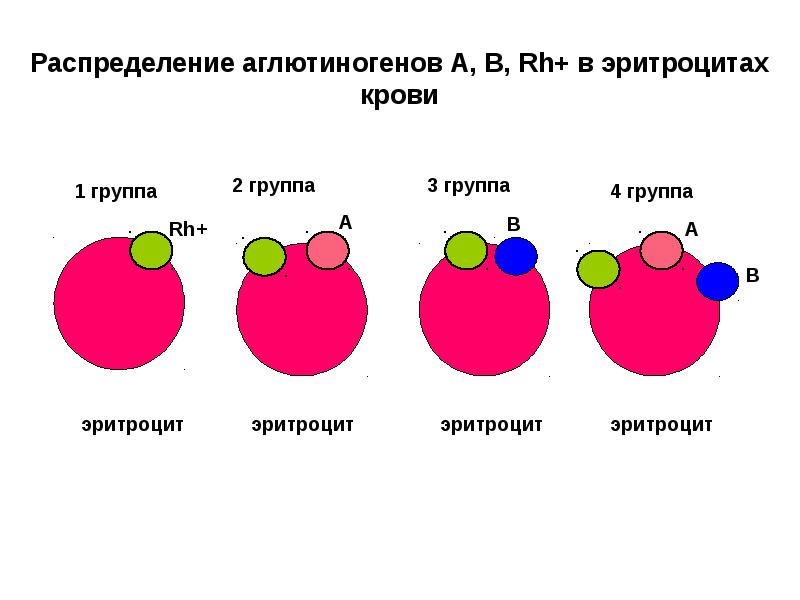 Презентация резус фактор крови