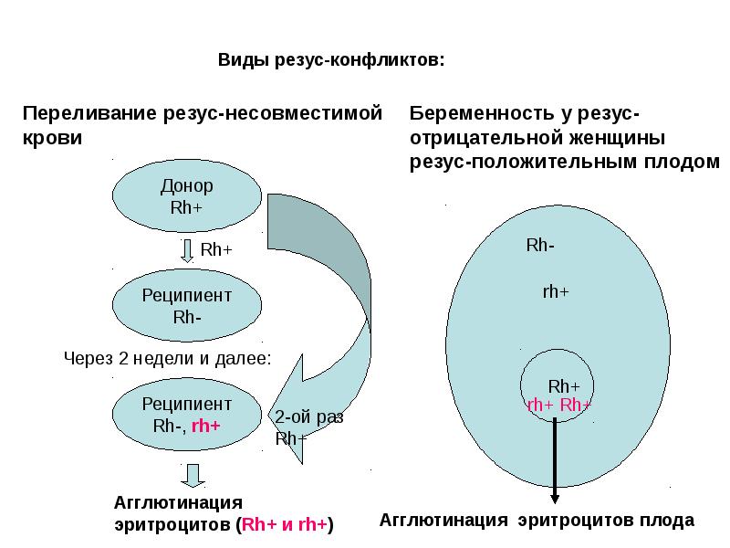 Иммуноконфликтная беременность презентация