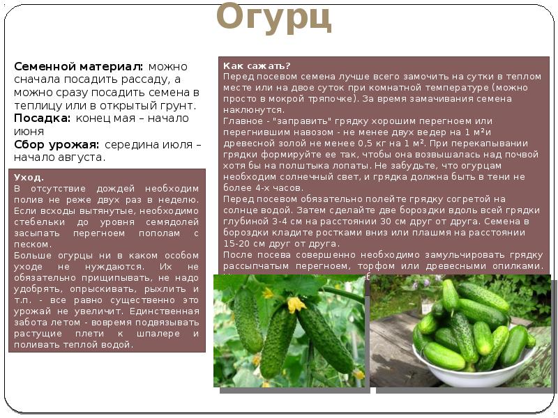 Выращивание овощных культур конспект урока