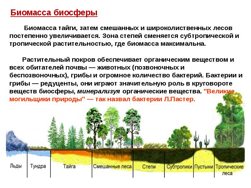 Биомасса биосферы. Функции биосферы. Основные функции биосферы. Основные функции биосферы кратко. Перечислите основные функции биосферы:.