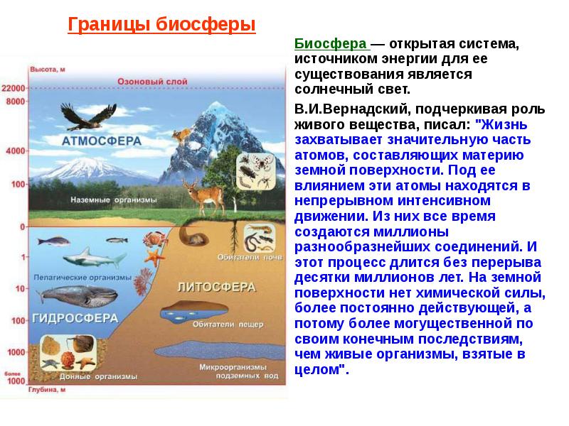 Функция живого вещества биосферы относят. Функции биосферы. Биосфера основные функции биосферы. Роль биосферы в природе. Окислительно-восстановительная функция биосферы.