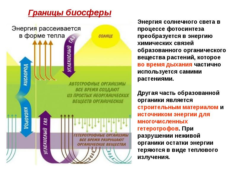 Биосфера энергетически. Энергия солнечного света преобразуется в химическую энергию. Солнечная энергия преобразуется в энергию химических связей. Энергетическая Биосфера. Солнечный свет преобразуется в химическую энергию в клетках.