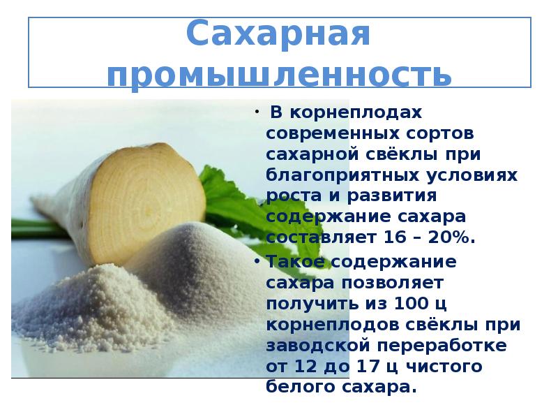 Сахаристость сахарной свеклы