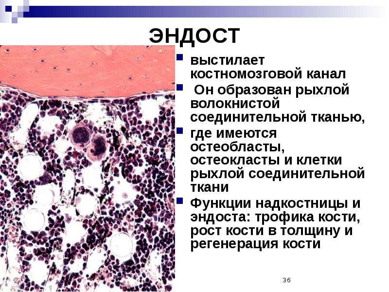 Скелетные ткани презентация