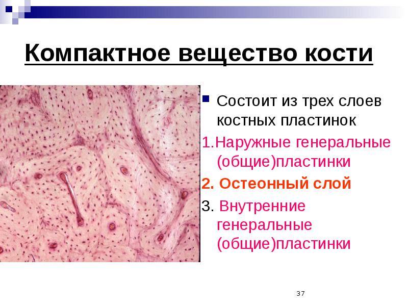 Скелетные ткани презентация