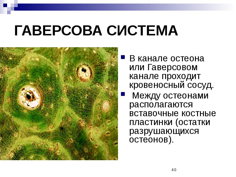 Скелетные ткани презентация