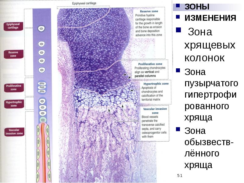 Скелетные ткани презентация