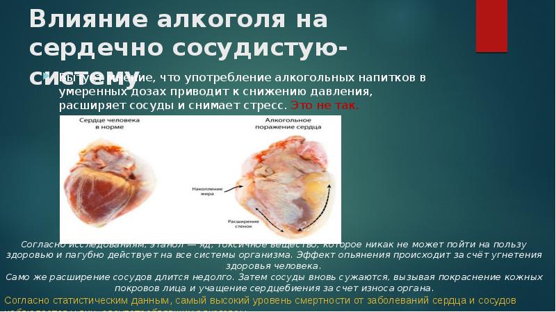 Влияние алкоголя на сердечно сосудистую-систему
Бытует мнение, что употребление алкогольных Влияние алкоголя на сердечно сосудистую-систему
Бытует мнение, что употребление алкогольных