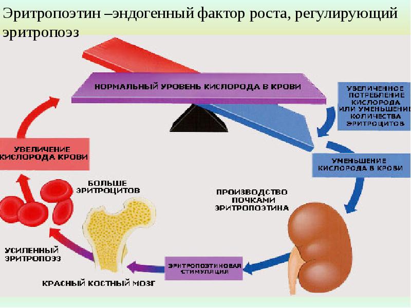 Презентация лекарственные средства влияющие на систему крови