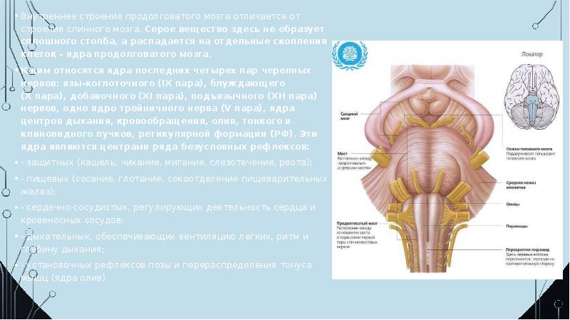 Продолговатый мозг серое вещество ядра