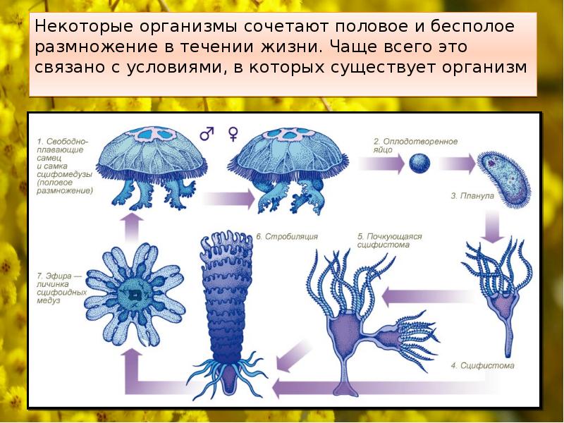Почему у некоторых организмов. Жизненного цикла медузы Аурелии ушастой.