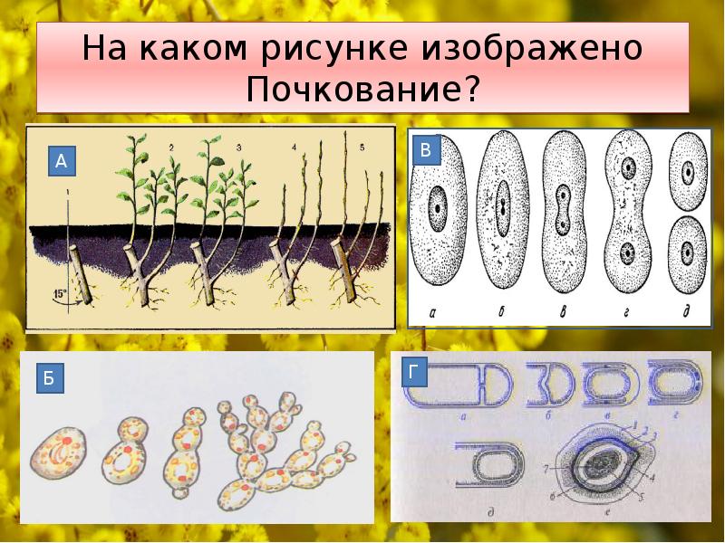 Какое свойство живого изображено на рисунке