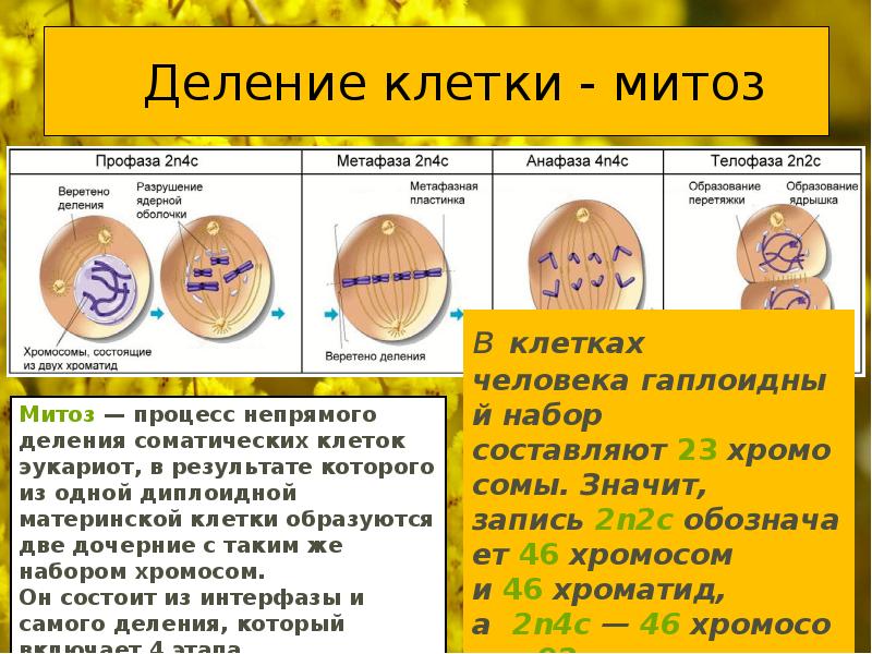 Деление митоз картинки