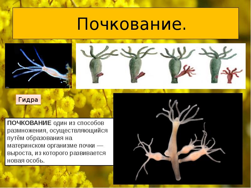 Почкование термин. Размножение гидры почкование. Бесполое размножение гидры. Кишечнополостные гидра почкование. Организмы размножающиеся почкованием.