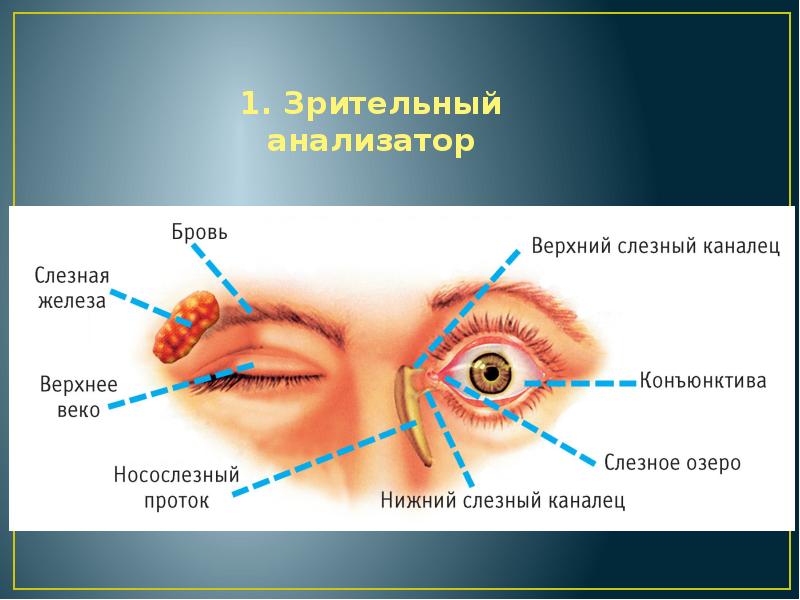 Анализаторы человека картинка