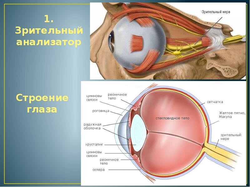 Периневральное пространство зрительного нерва. Зрительный нерв глаза анатомия. Глаз строение глаза макула. Строение глаза желтое пятно. Строение глаза и глазного нерва.