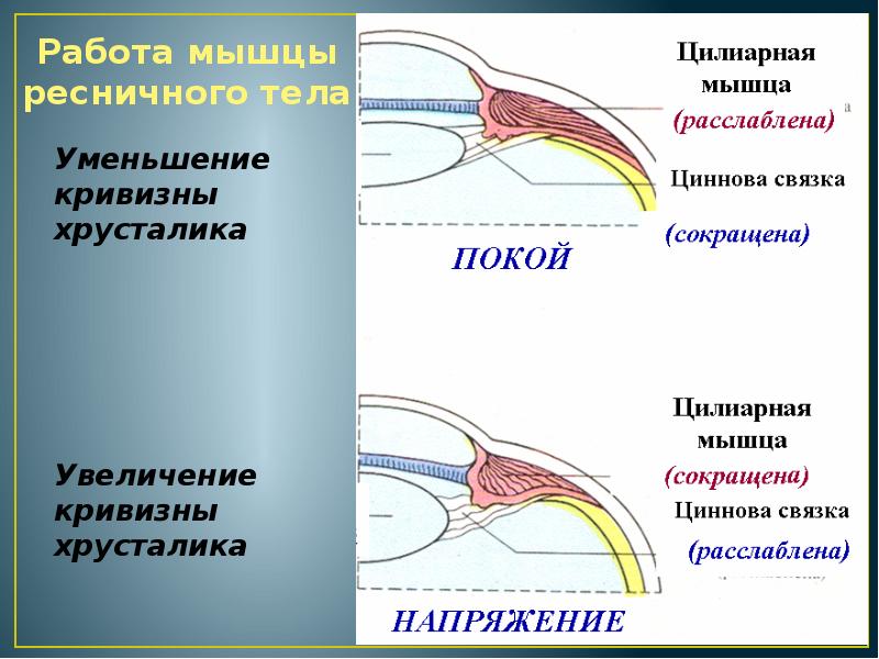 Ресничное тело