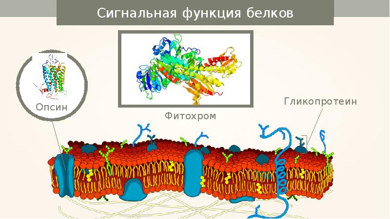 Белки сигнальной функции. Сигнальная функция белков. Симальная функция белков. Какой белок выполняет сигнальную функцию. Сигнальная функция белков мембраны.