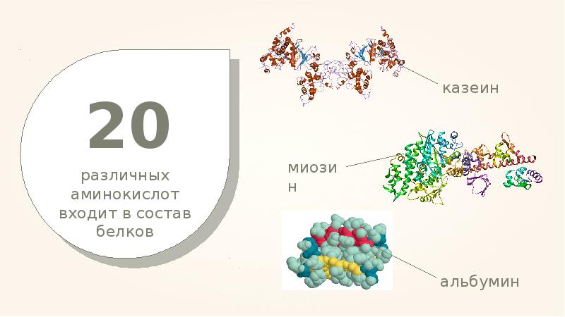 Аминокислота входящая в состав белка. Казеин строение белка. Казеин структура белка. Казеин состав аминокислот. Казеин белок структура.