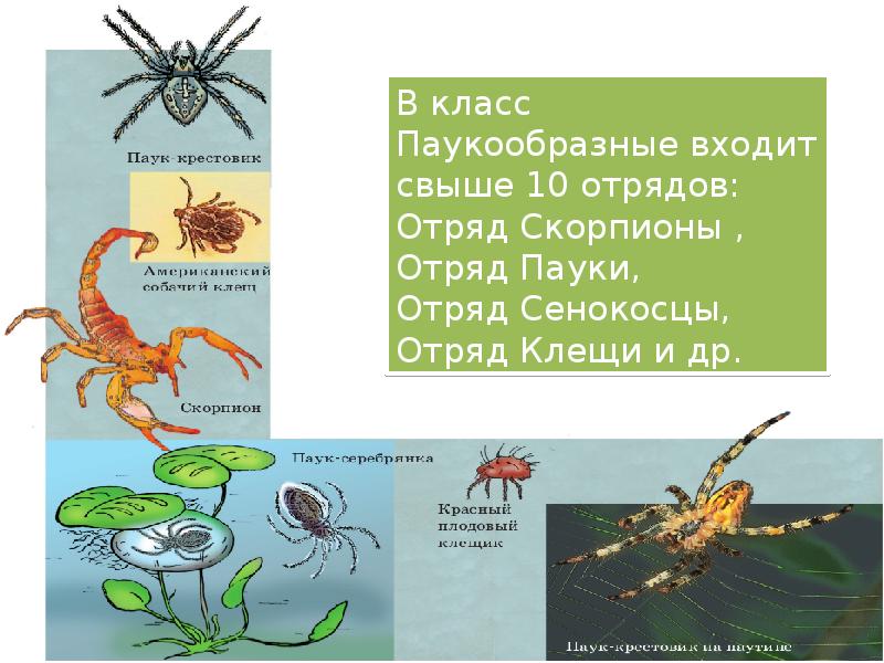 Презентация по зоологии