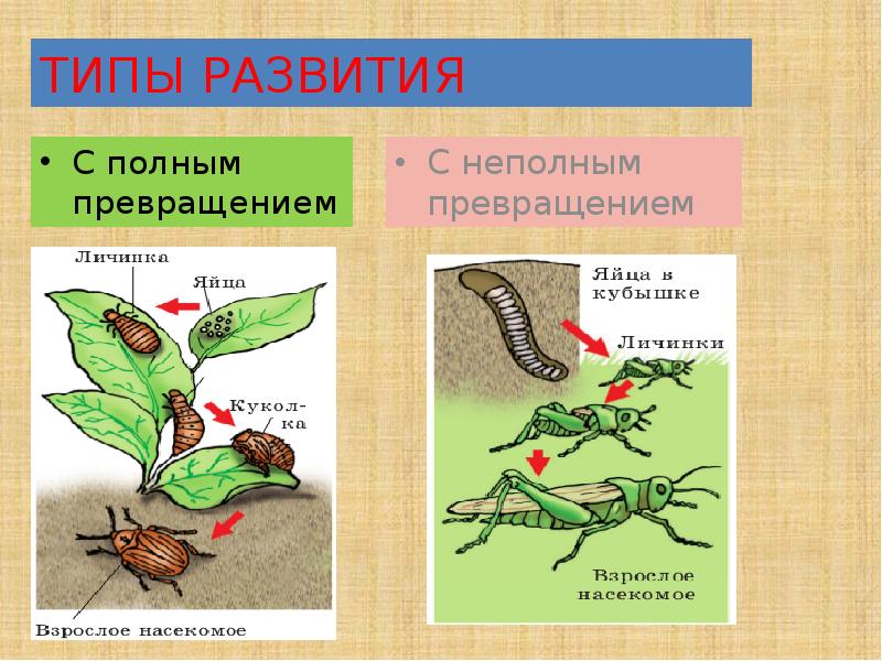 Какой тип развития характерен для ленточника тополевого изображенного на рисунке 1