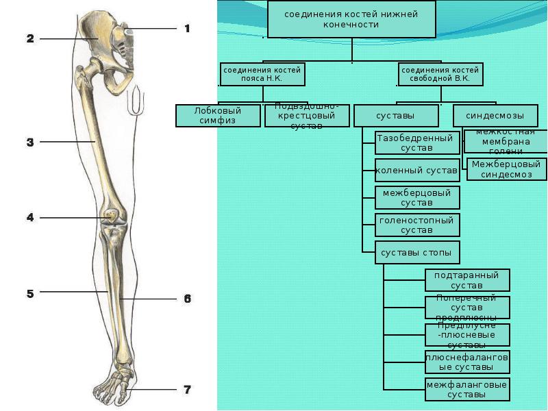 Соединение кости нижней конечности. Соединения костей пояса и свободной нижней конечности. Соединение костей нижней конечности. Соединение костей свободной нижней конечности. Суставы пояса нижней конечности.