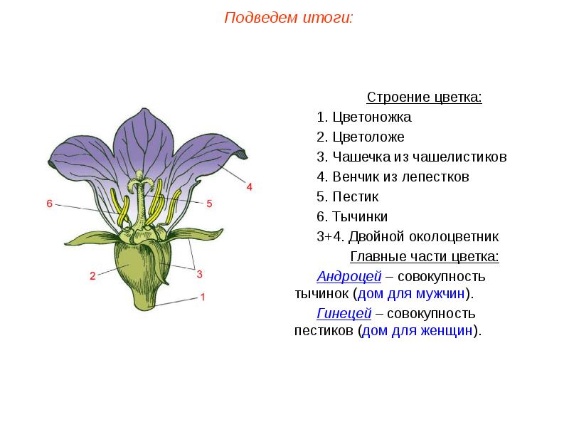 Пименов презентация цветок