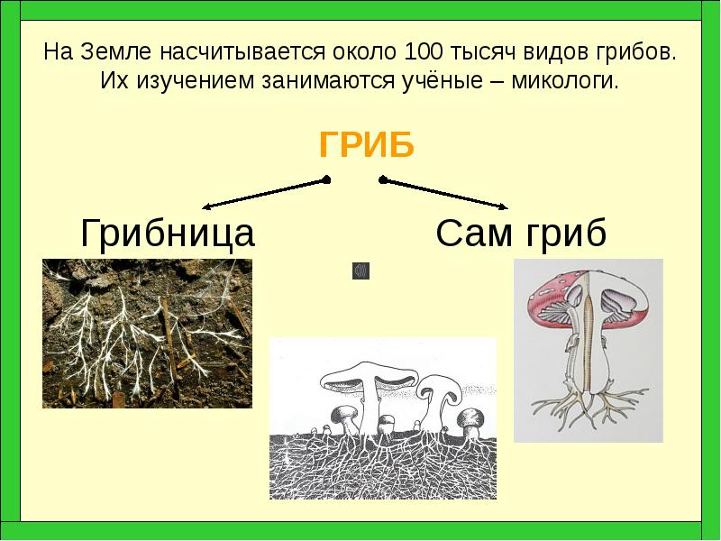 Презентация грибы 7 класс технология