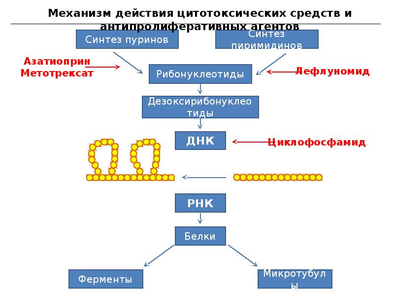 Иммуномодулирующие препараты презентация