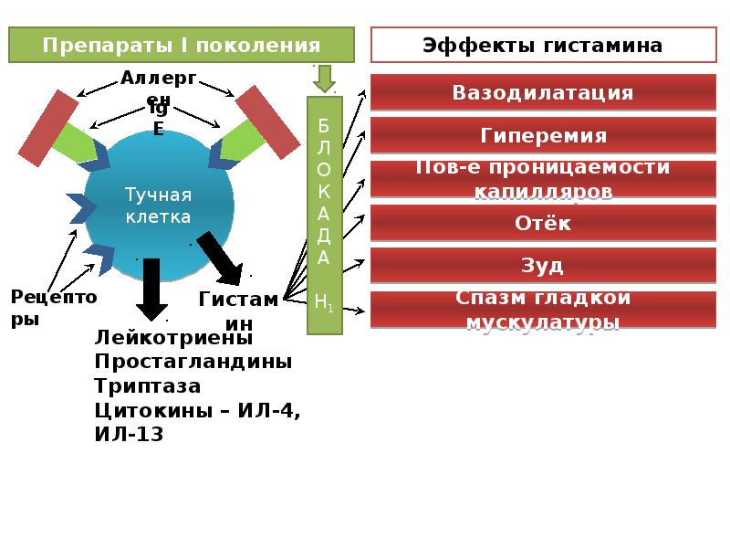 Механизм действия противоаллергических средств