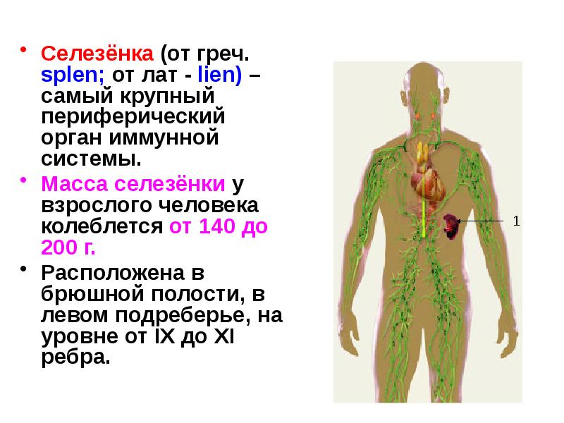 Иммунная система презентация анатомия