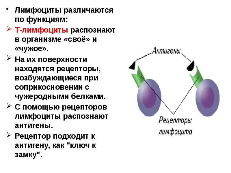 Презентация антигена лимфоцитам схема физиология