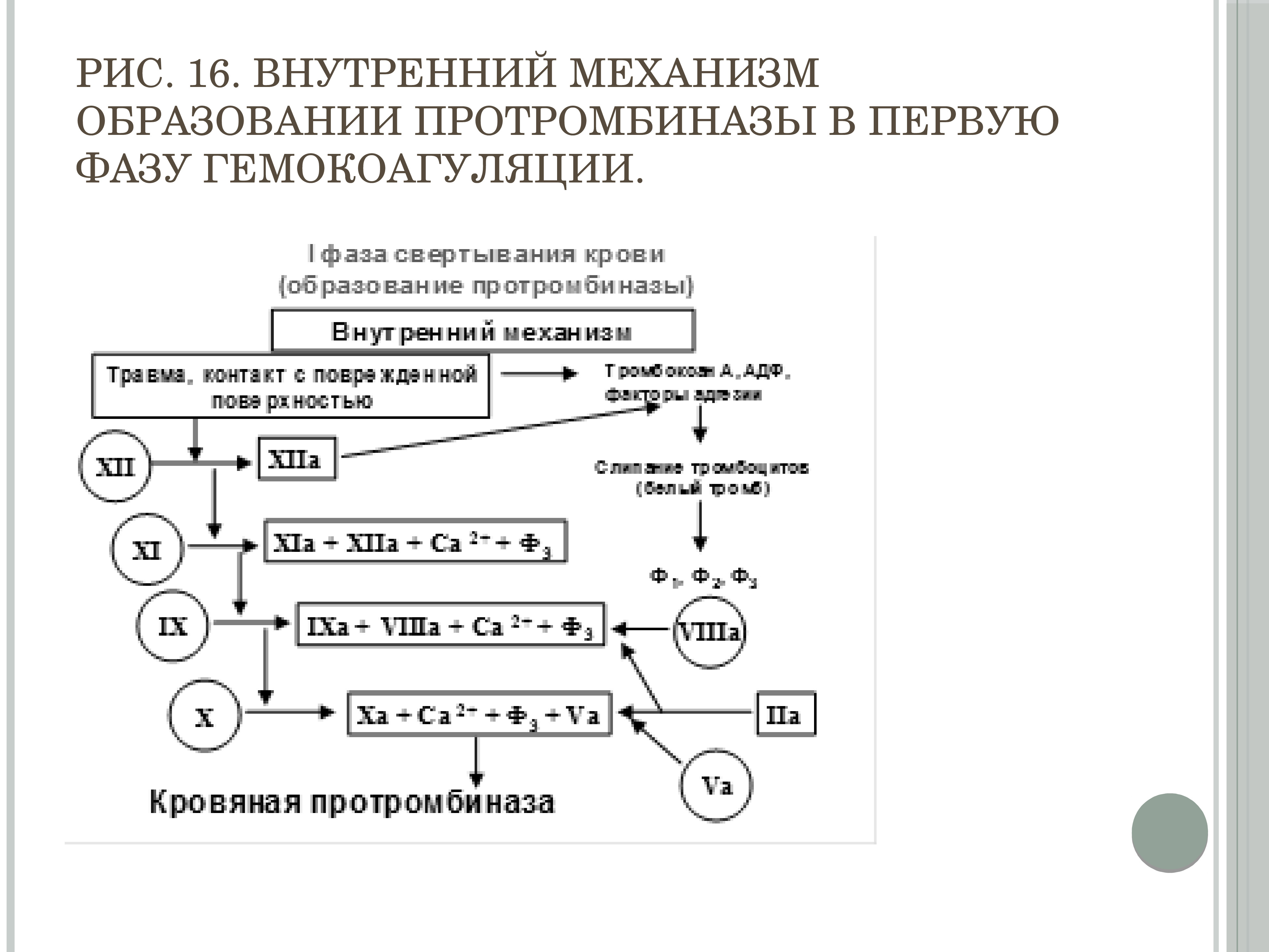 Внутренний механизм. Внешний и внутренний механизм образования протромбиназы. Механизмы образования протромбиназы. Механизм образования кровяной протромбиназы. Схема гемокоагуляции по фазам.