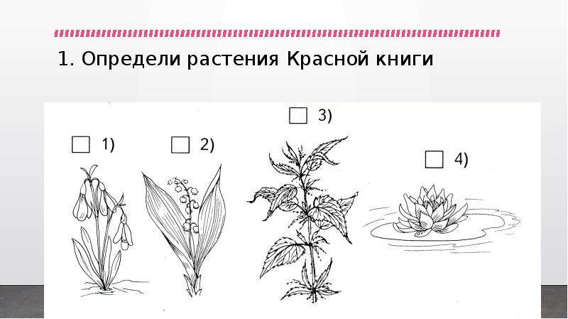 На рисунке 1 изображено растение и внутреннее