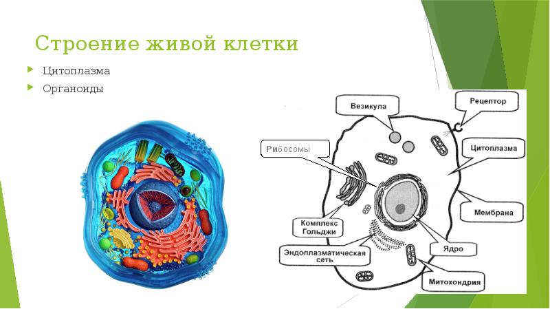 Клетка и ее органоиды. Клетка Живая Живая органоиды. Органоиды живой клетки. Строение живой клетки и её органоиды. Органоиды живой клетки строение.