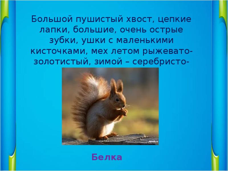 Пушистый хвост предложение. Хвост пушистый мех золотистый в лесу живет в деревне кур крадет. Разбор предложения мелькнул пушистый хвост белки. Хвост пушистый мех золотистый в лесу живет в деревне кур. Зачем белке нужен хвост.