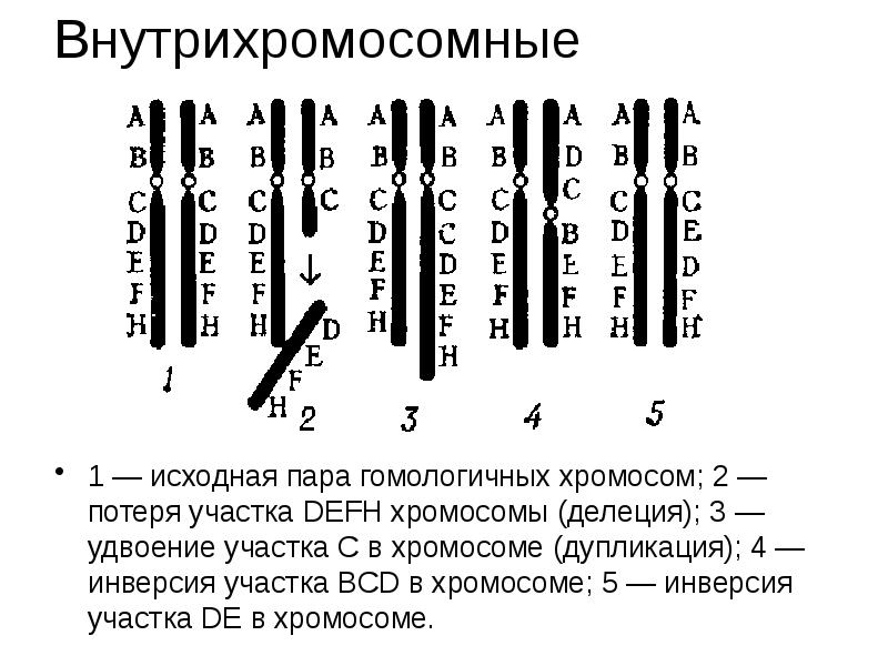 Хромосомные мутации схемы