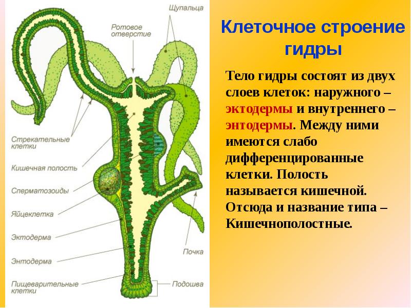 Строение гидры рисунок с подписями