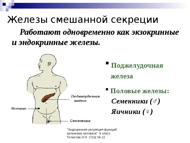 Железы человека презентация