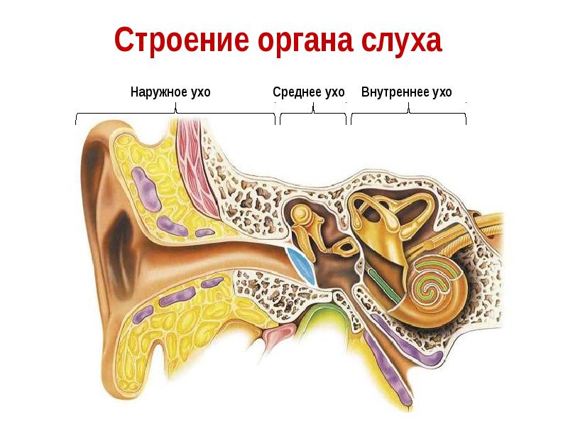 Слуховой анализатор 8 класс презентация