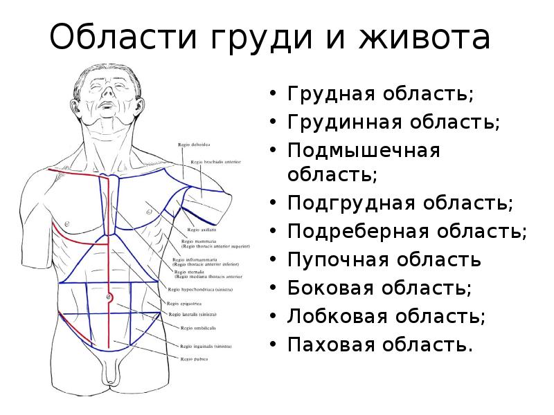 9 частей живота. Анатомия человека область живота.