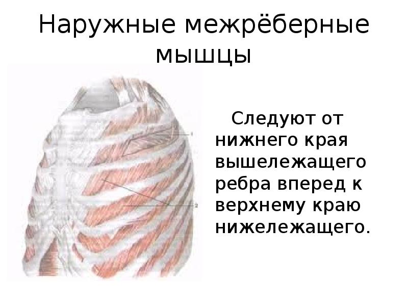 Наружные межреберные мышцы функции. Наружние межрёберные мышцы. Наружные межреберные мышцы функции. Наружные межреберные мышцы анатомия. Внутренние межреберные мышцы начало.