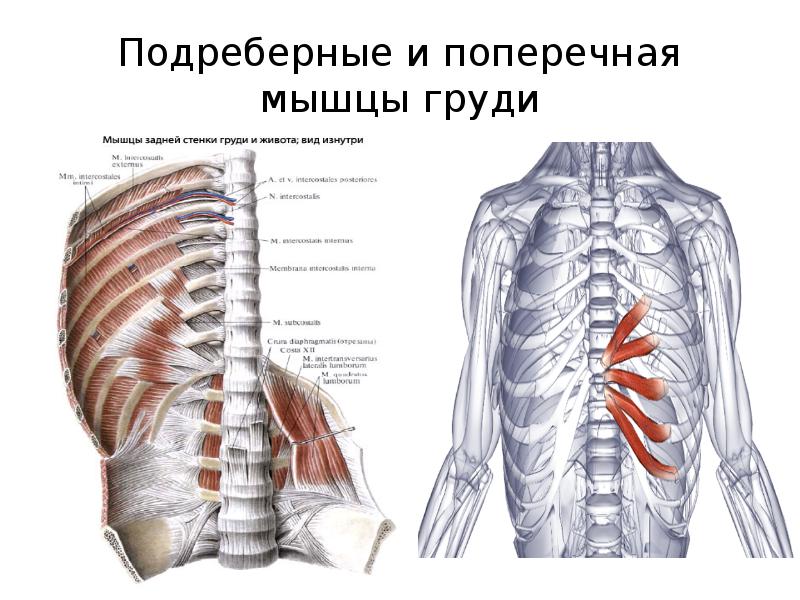 Мышцы поднимающие ребра. Мышцы поднимающие ребра