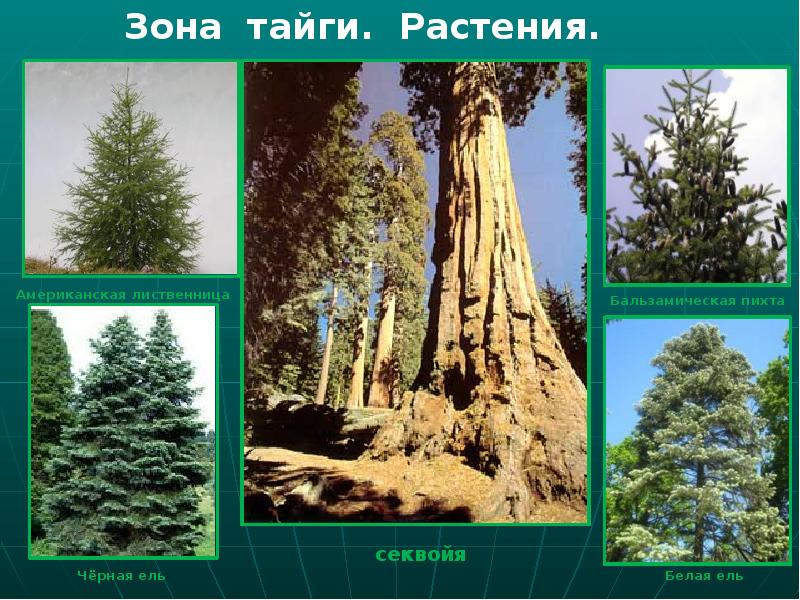 Растительный мир тайги презентация